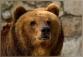 Аватар для Bear Student