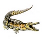 Аватар для ...Lacoste...