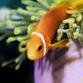 Аватар для fish